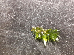 Catagoniaceae
