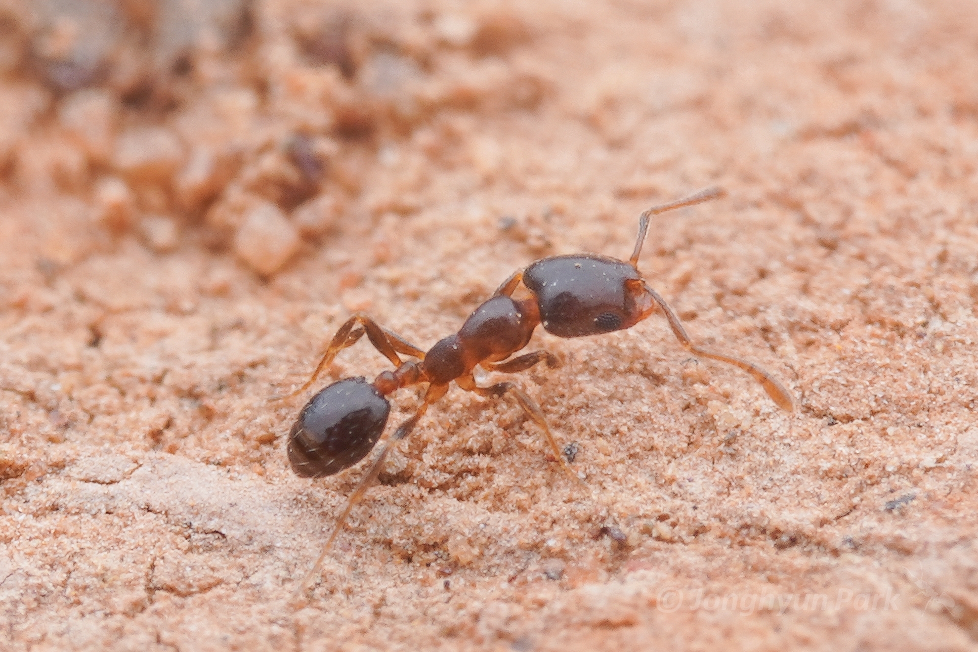 Monomorium macrops