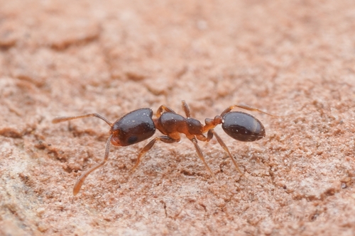 Monomorium macropsMonomorium macrops