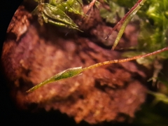 Catagoniaceae