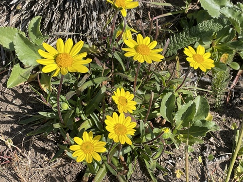Lasthenia californica ssp. macrantha