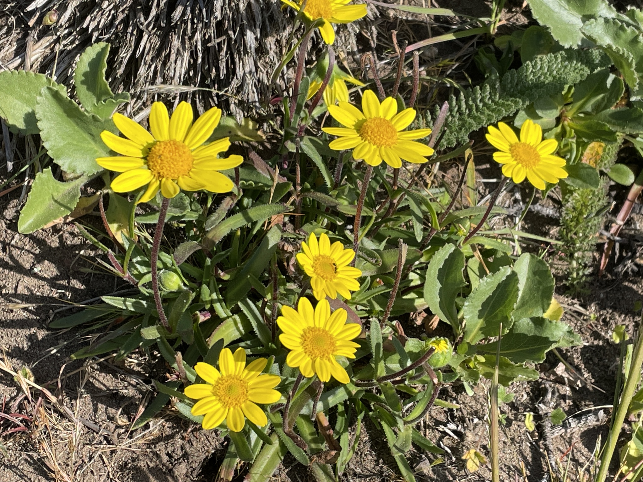Lasthenia californica ssp. macrantha