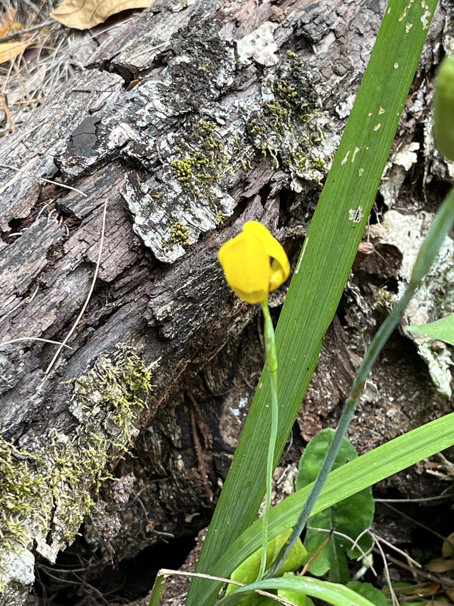 Imagem de Orquídea de chão