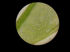 Catagoniaceae