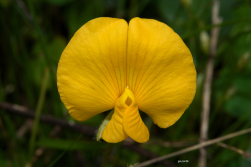 Arachis burkartii