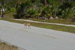 Odocoileus virginianus clavium