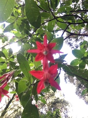 Fuchsia boliviana