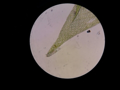 Catagoniaceae