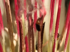Chirodica
