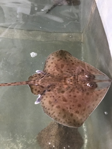 Gladde rog (Malacoraja senta) — Rajidae — 4