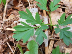 Corydalis cava cava