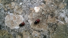 Aphodius