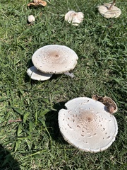 Chlorophyllum molybdites image