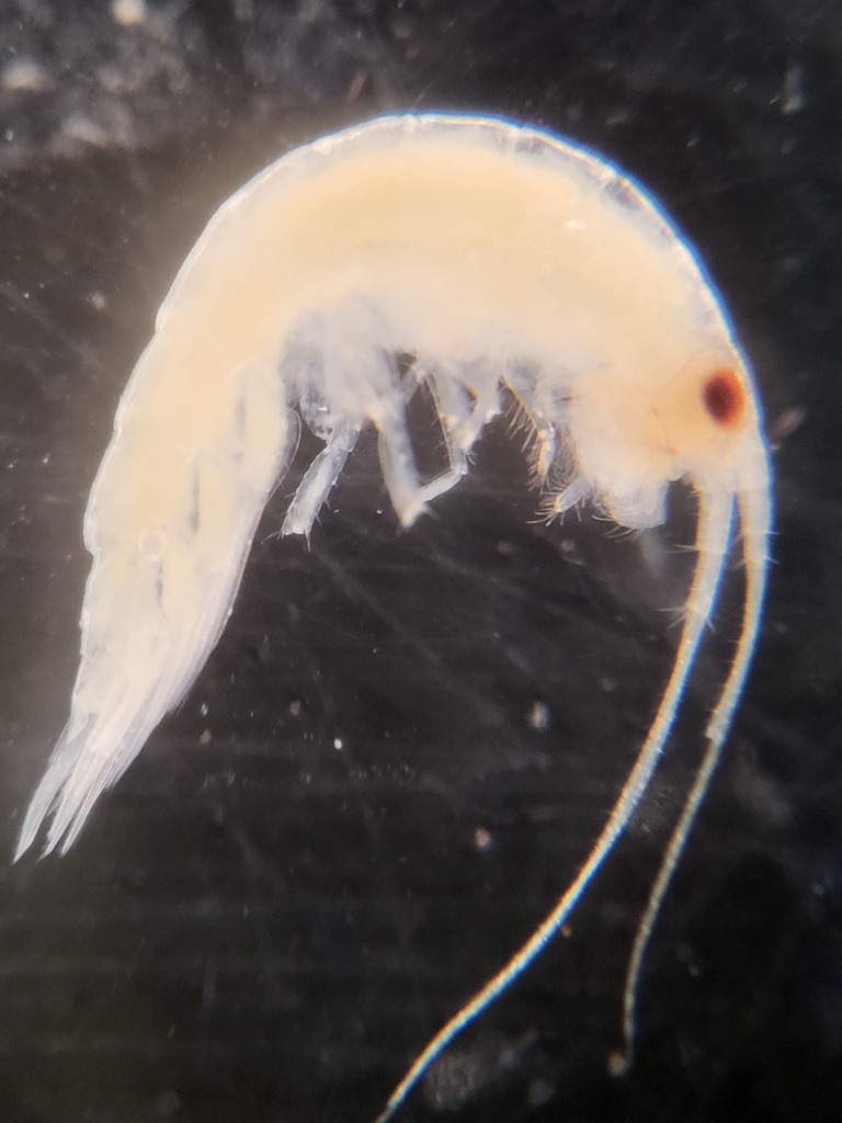 Apherusa glacialis