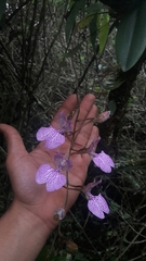 Comparettia macroplectron