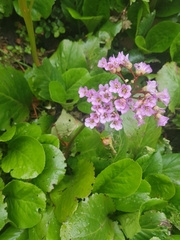 Bergenia crassifolia