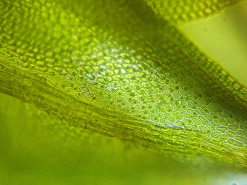 Haplocladium microphyllum observed 2024-03-17
