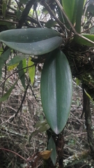 Comparettia macroplectron