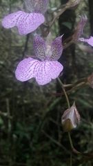 Comparettia macroplectron