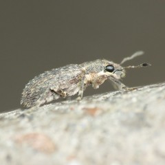Sitona californius