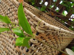 Bignonia callistegioides