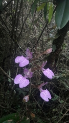 Comparettia macroplectron