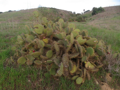 Image of Opuntia oricola by no rights reserved