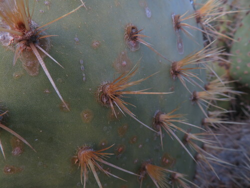 Image of Opuntia oricola by no rights reserved