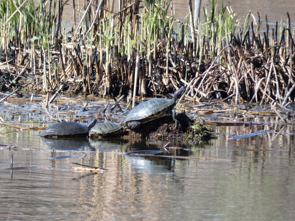 Pond Slider From Veresegyház, Pest, Hungary On March 18, 2024 At 11:29 