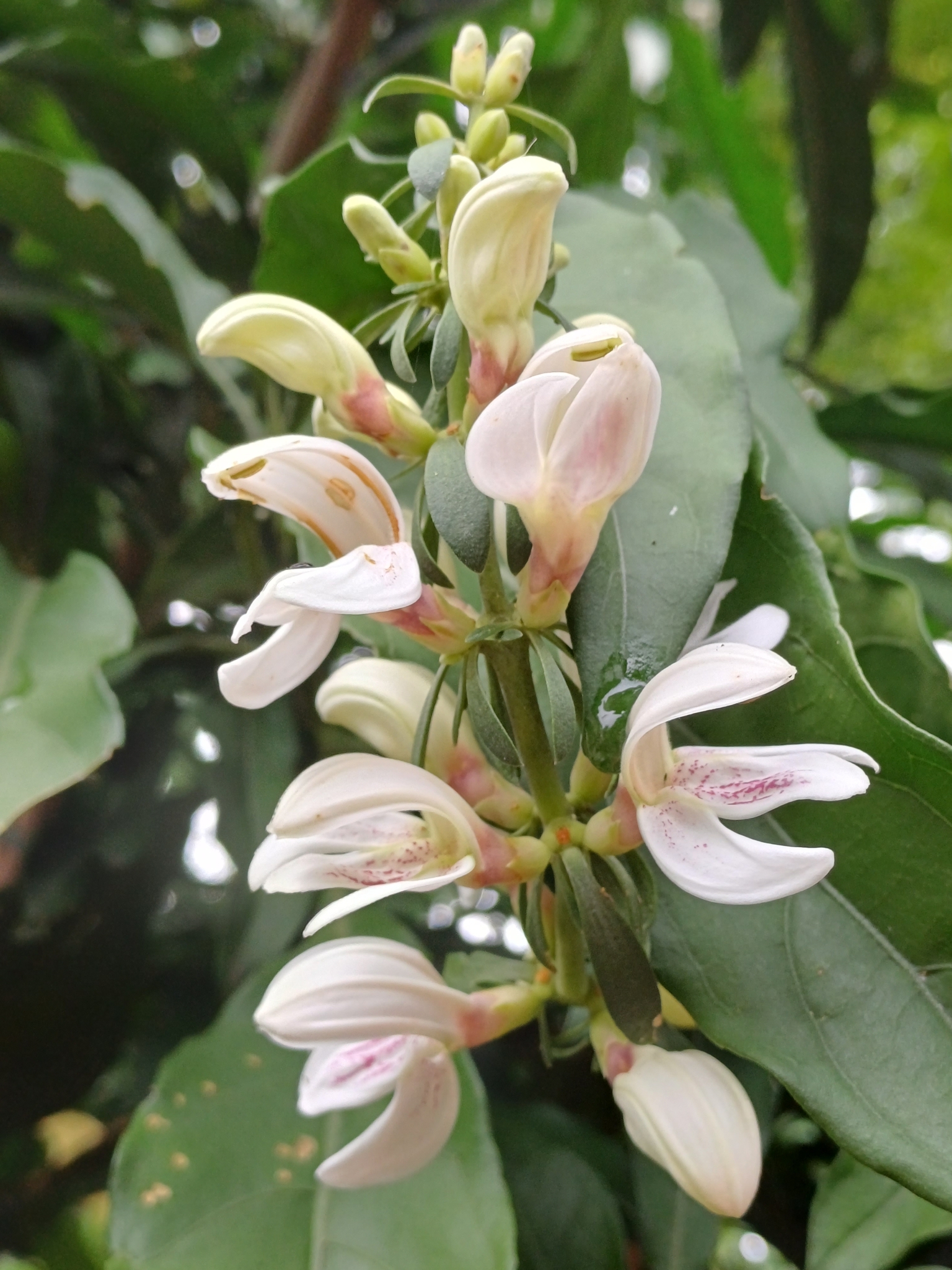 Pistol Bush (Justicia adhatodoides)