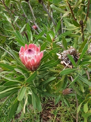 Protea × hybrida