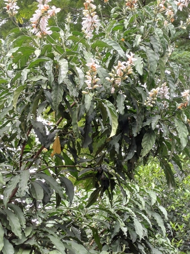 Justicia adhatodoides, photograph 2