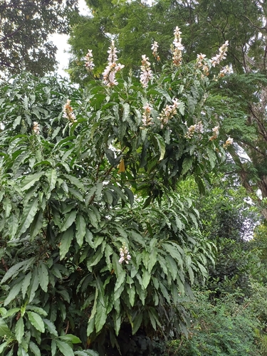 Image of Justicia adhatodoides by (c) Margaret Burger, some rights reserved (CC BY-SA)
