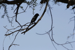 Lanius melanoleucus