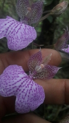 Comparettia macroplectron