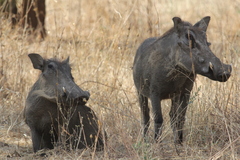 Phacochoerus africanus