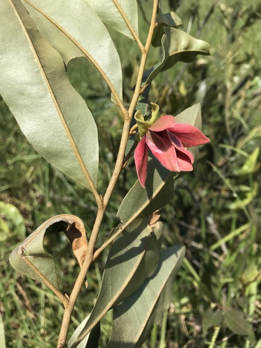 Foto de Araticum-do-cerrado