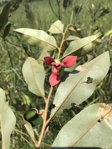 Foto de Araticum-do-cerrado