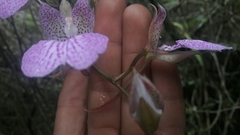 Comparettia macroplectron