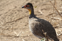 Pternistis leucoscepus