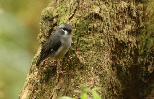 Heteromyias albispecularis observed 2015-07-16