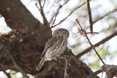Glaucidium perlatum
