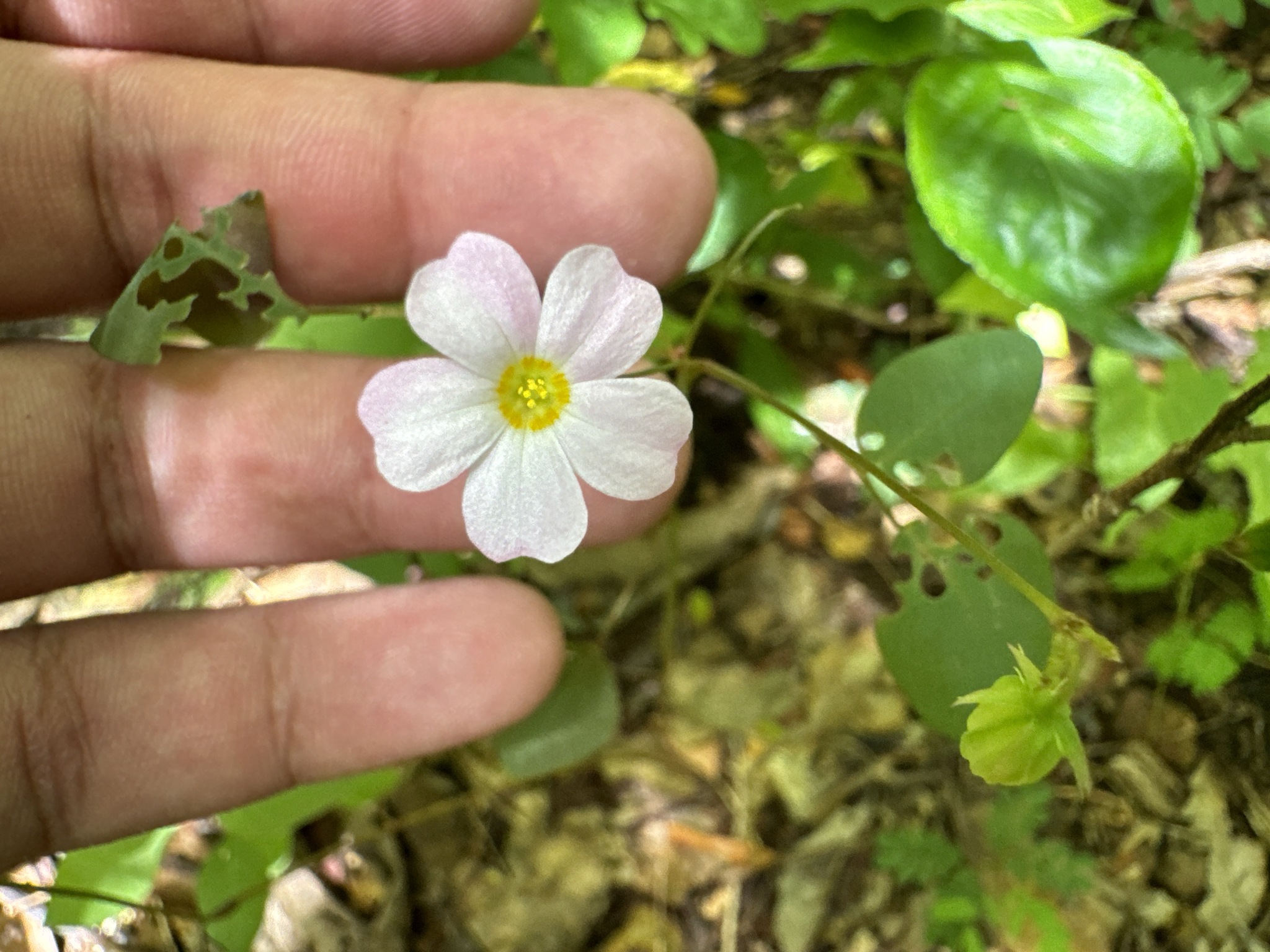 Oxalis cratensis