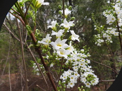 Xanthoceras sorbifolium