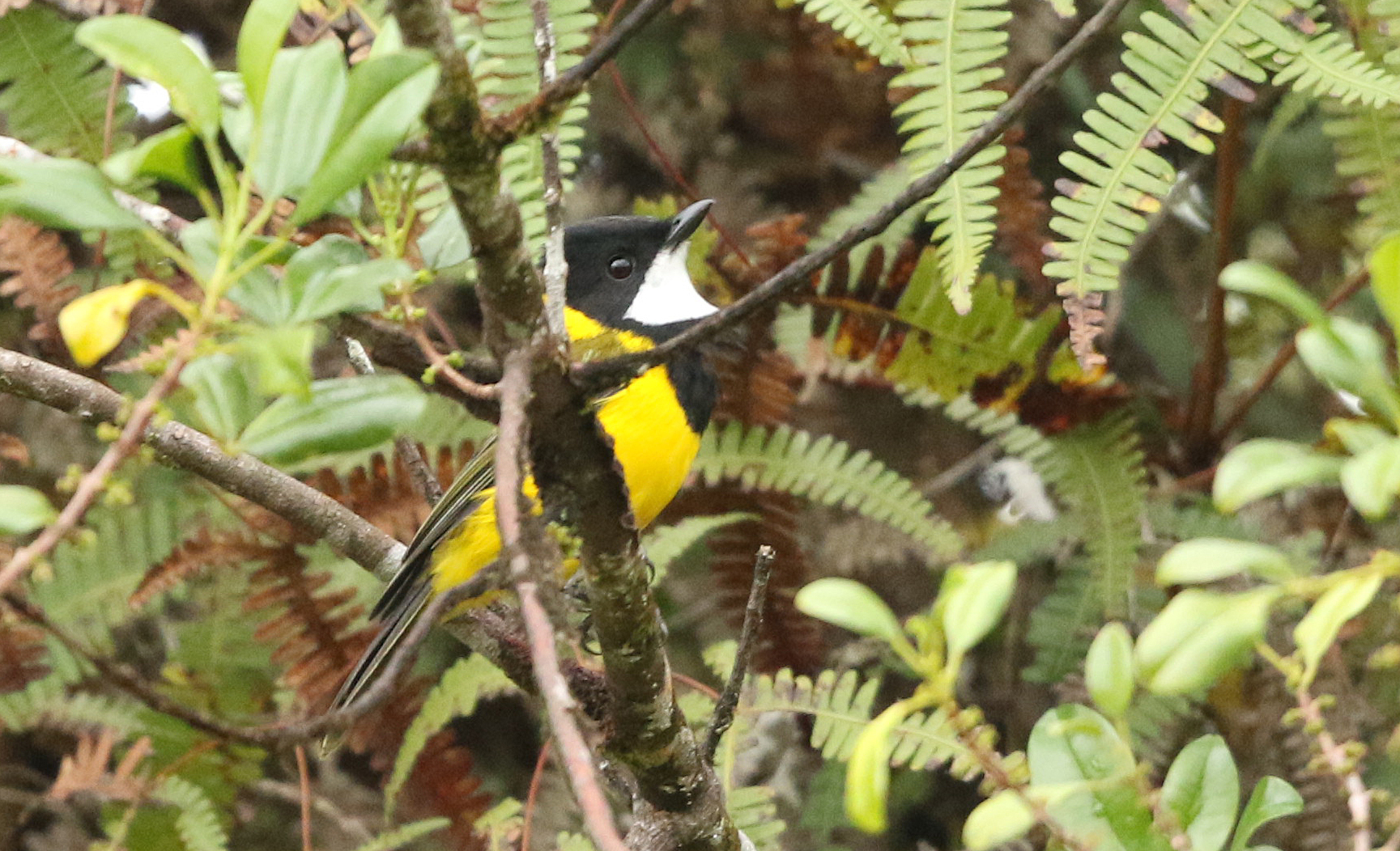 Baliem Whistler (Pachycephala balim), photo 1
