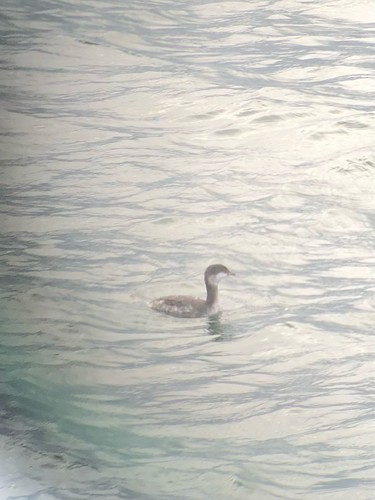 Slavonian Grebe
