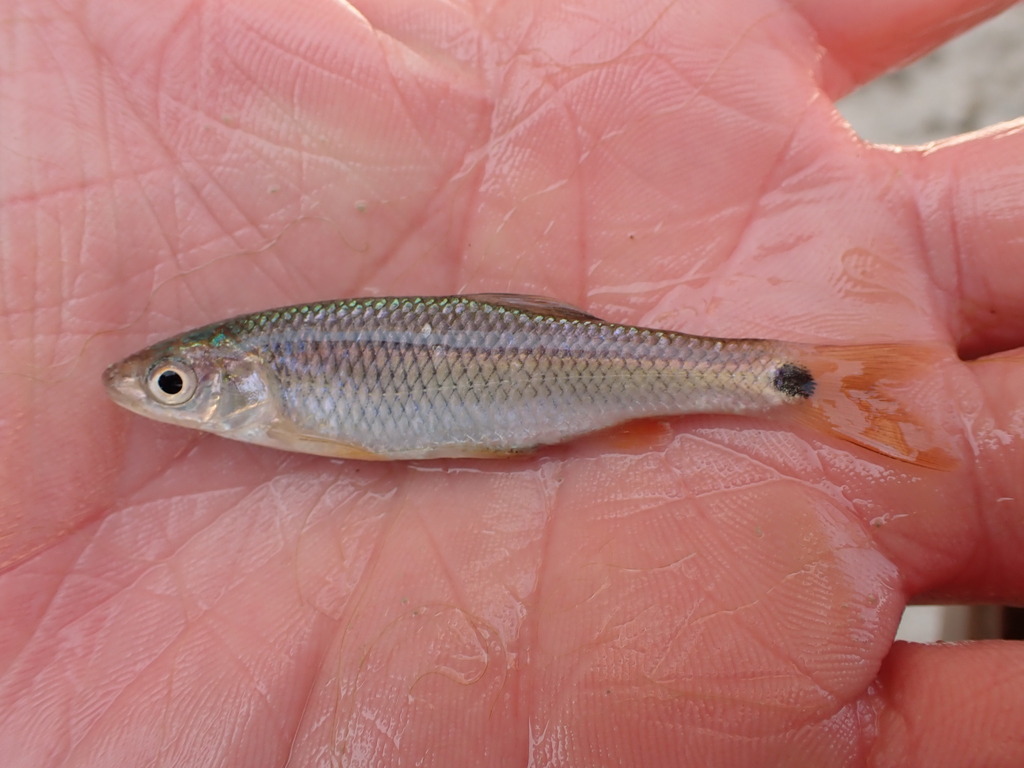 Western Blacktail Shiner from Val Verde County, TX, USA on September 2 ...