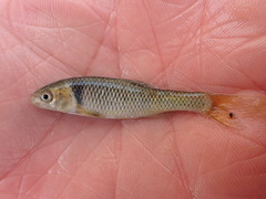 Proserpine Shiner photo 1