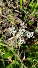 Limnosciadium pumilum