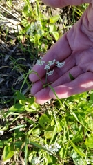 Limnosciadium pumilum